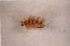 K9 - Caterpiller - $5